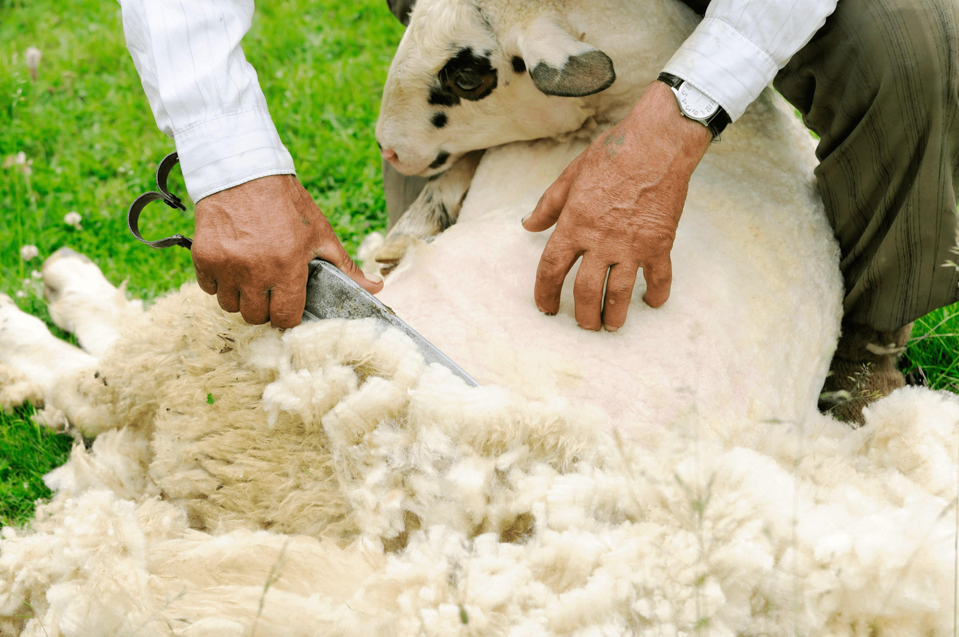 Why wool is a sustainable fiber